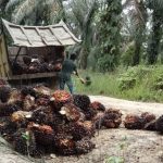 Mengapa Peran Manusia Tetap Penting Dalam Mengoreksi Hasil Kerja Ai