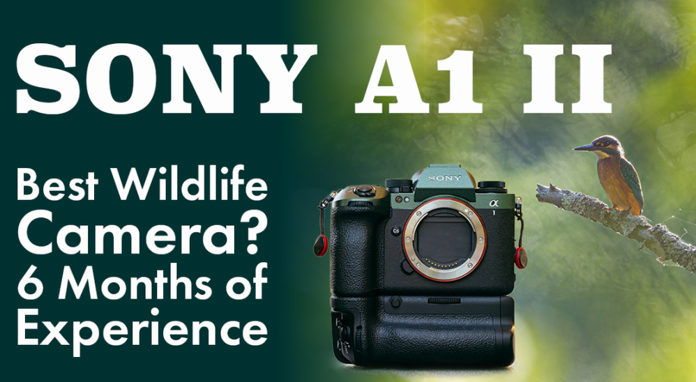 Kenapa Kamera Sony A1 Masih Jadi Standar Wildlife Photography